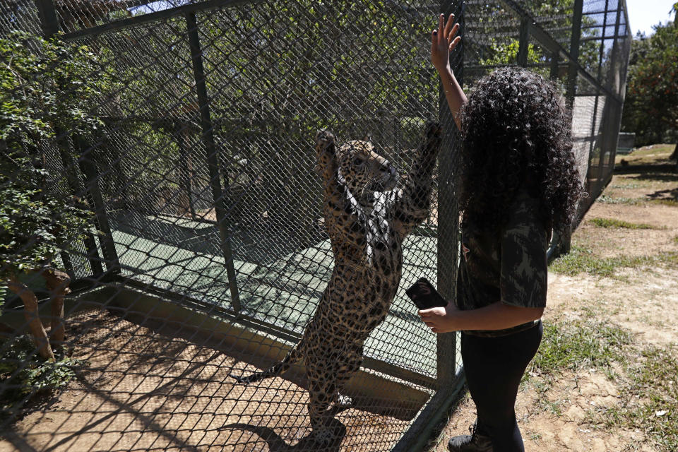 A veterinarian interacts with Jaguar named Guarani, in an integration environment at the headquarters of Nex Felinos, an NGO aimed at defending endangered wild cats, in the city of Corumba, Goias state, Brazil, Sunday, Sept. 27, 2020. Two Jaguars, a male and a female, were rescued from the great Pantanal fire and are receiving treatment with laser, ozone therapies and cell injections to hasten recovery of burned tissue. (AP Photo/Eraldo Peres)