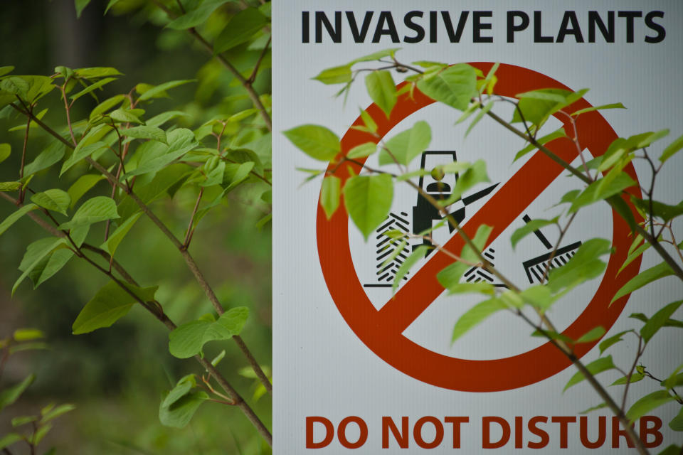 Japanese Knotweed (Fallopia japonica), an agressive invasive species, partially covers an invasive plant sign.