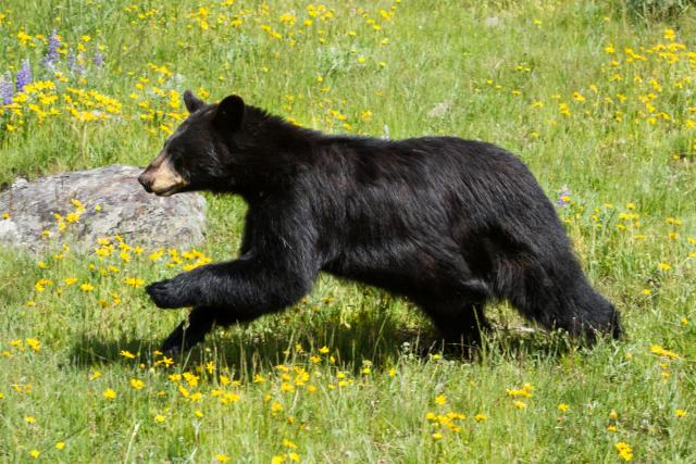 How Fast Can a Bear Run?