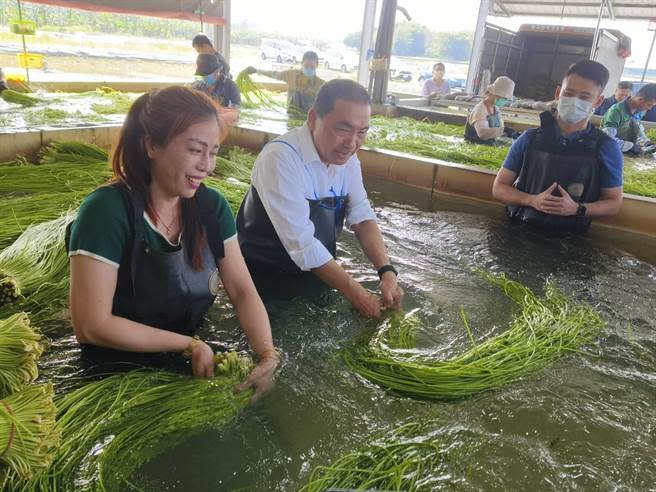 國民黨總統參選人侯友宜今天上午南下高雄走訪美濃區體驗採野蓮。（林雅惠攝）