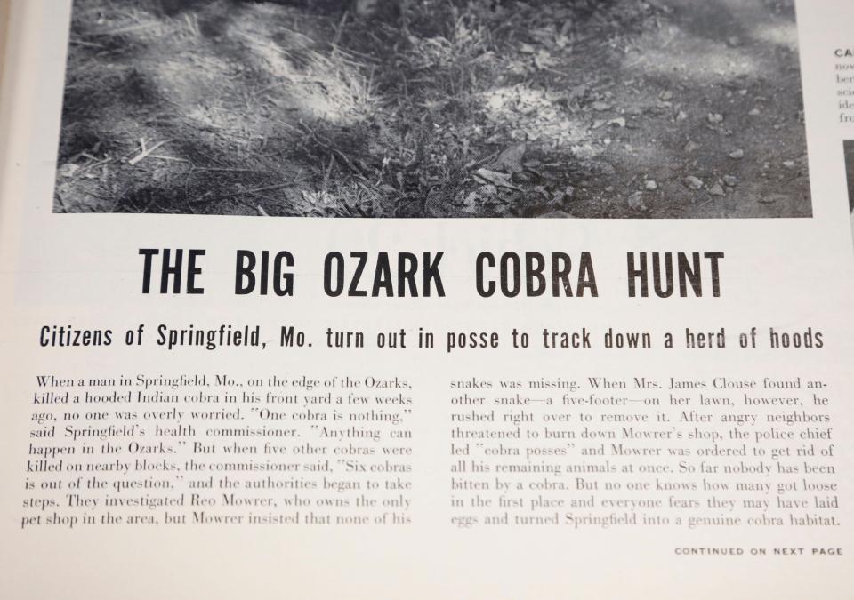 A photo of a story in the Sept. 28, 1953 edition of Life Magazine that detailed the Great Cobra Scare of Springfield.