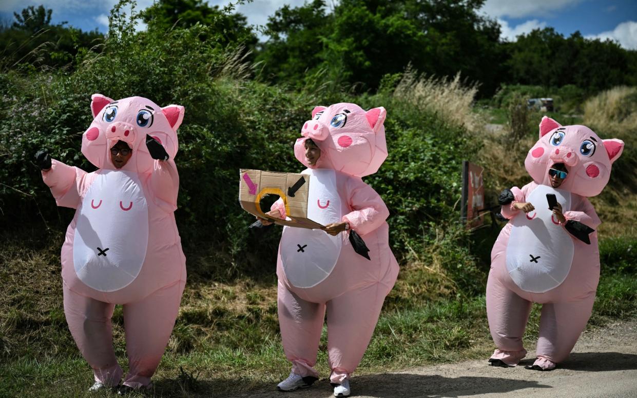 Spectators wearing pig costumes