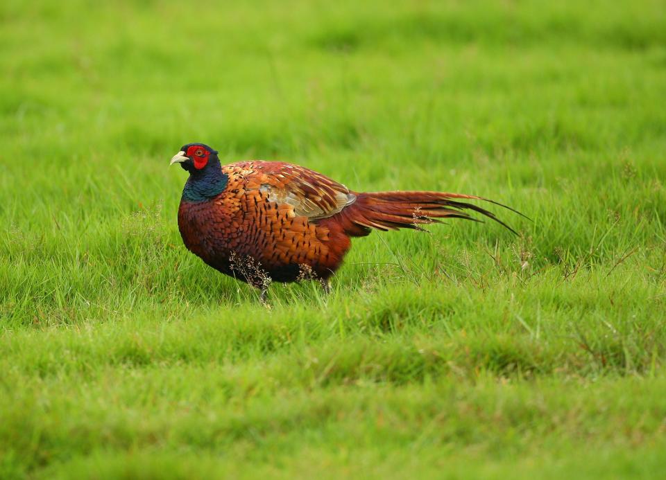 Pheasants are released for game shooting, but pose a threat to native speciesGetty Images