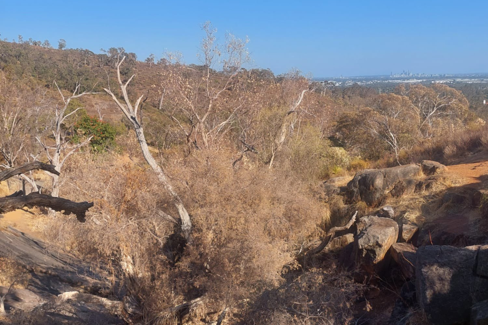 Dead trees, shrubs and grasses in the Huon Valley in Tasmania.