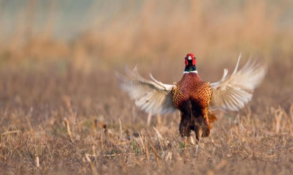 A pheasant