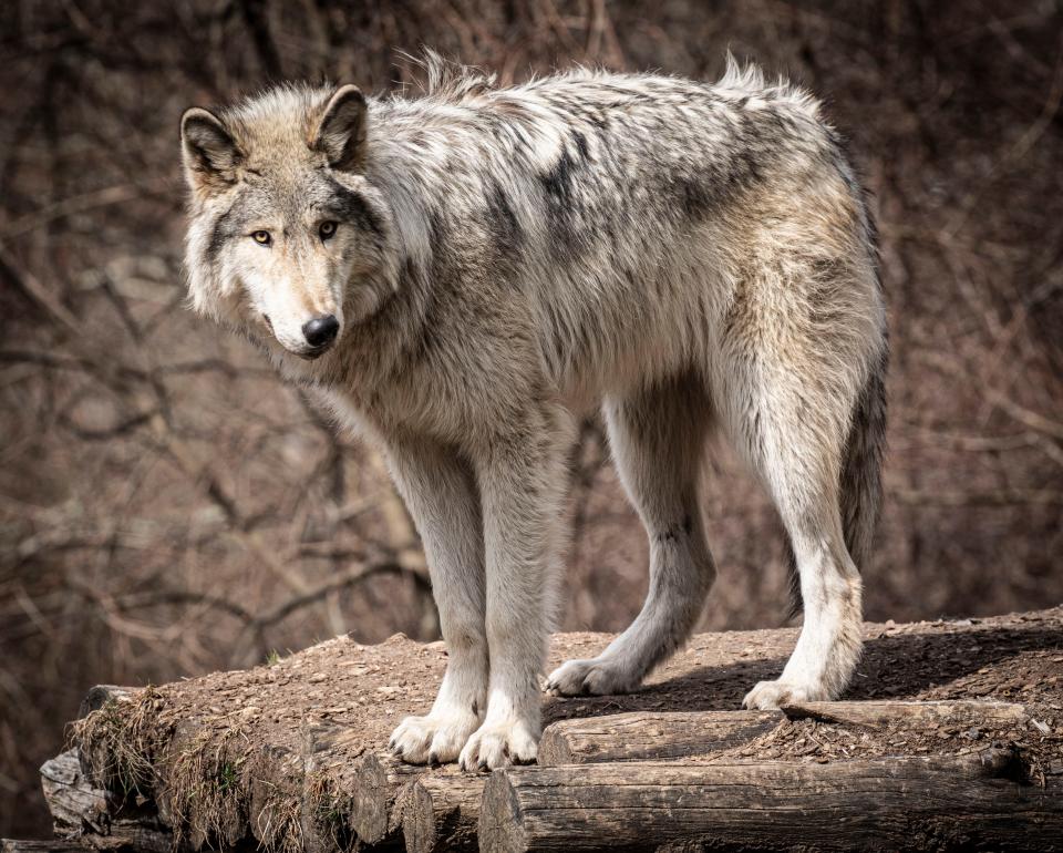 Silas, one of two Ambassador Wolves at the Wolf Conservation Center in South Salem, N.Y. pauses as he searches for Easter Eggs left by children, as Silas and Nikai, the center's other Ambassador Wolf, went on an Easter Egg hunt March 31, 2024.