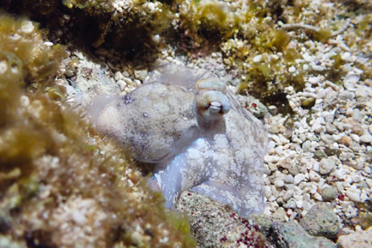 Octopus laqueus during quiet sleepKeishu Asada / Okinawa Institute of Science and Technology