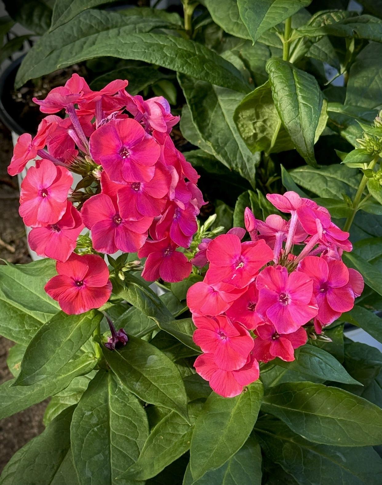 Luminary Sunset Coral is a relatively new variety of the tall garden phlox with irresistible color, tantalizing fragrance and the ability to bring in bees, butterflies and hummingbirds.