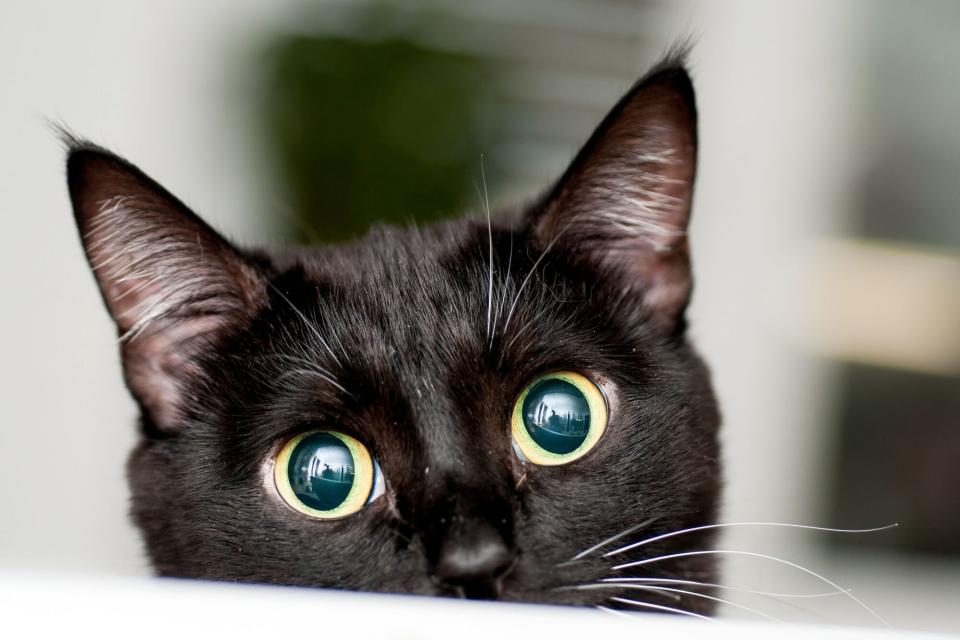 black cat with big eyes peeking over table top