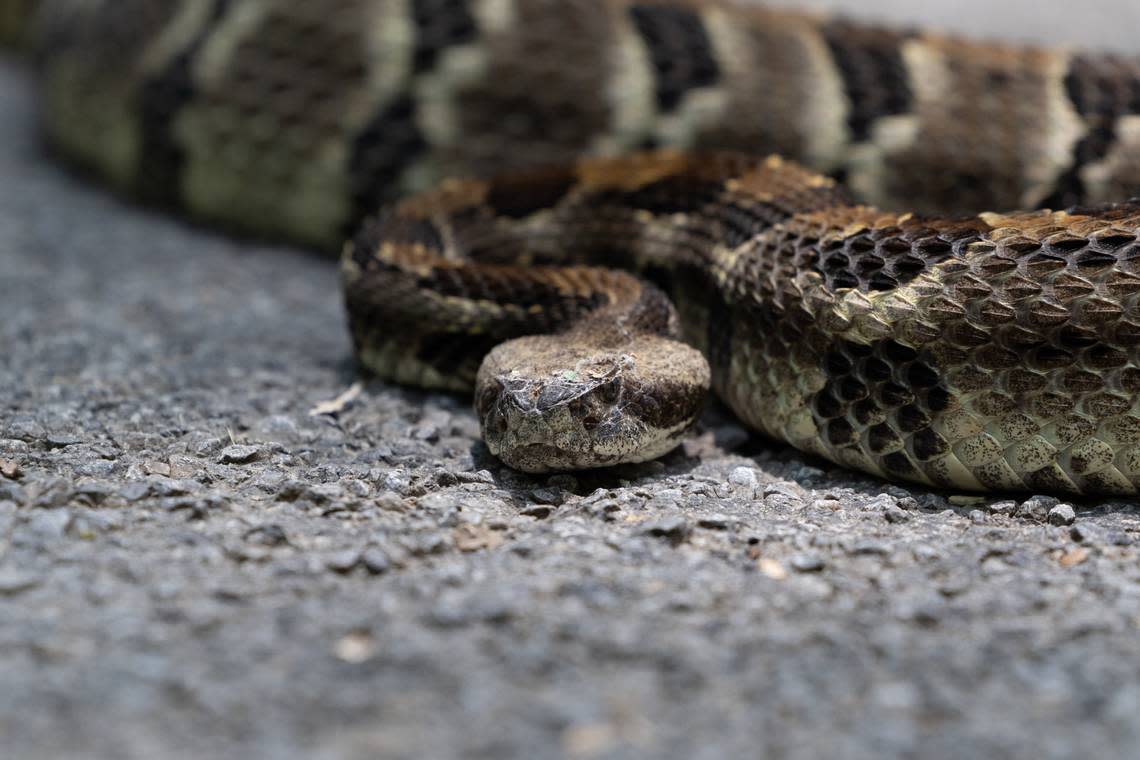 An abundance of wildlife visits the lush property of Scratch, including this timber rattlesnake, which the IUCN has classified as “threatened.”