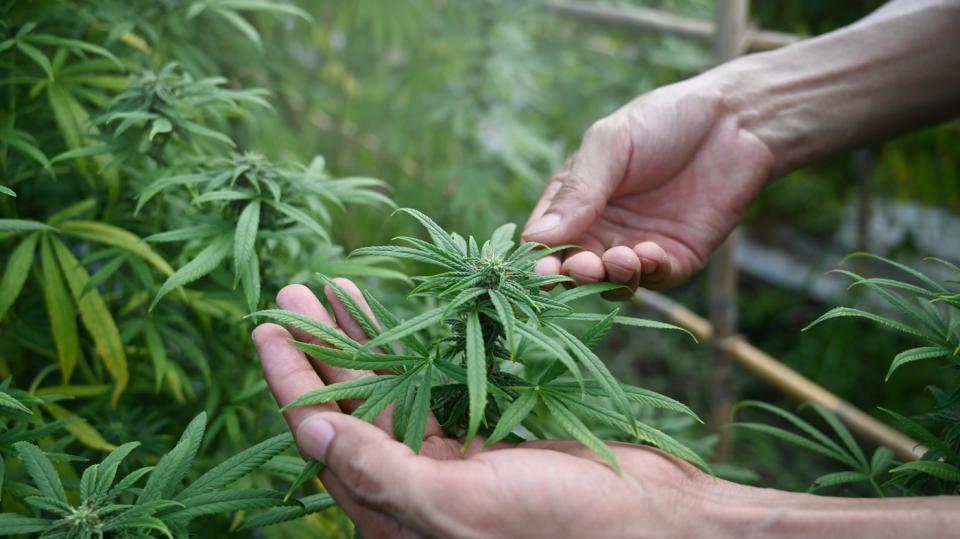 A gardener tending to a marijuana plant.