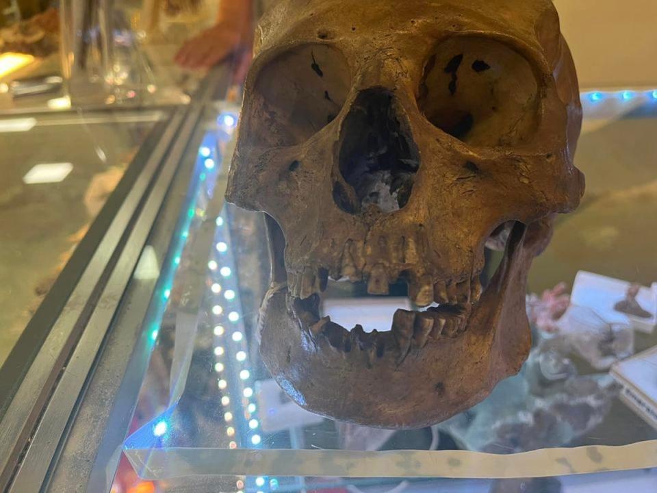 Cráneo de Halloween en una tienda de caridad de Florida resultó ser auténtico. (Oficina del sheriff del condado de Lee)