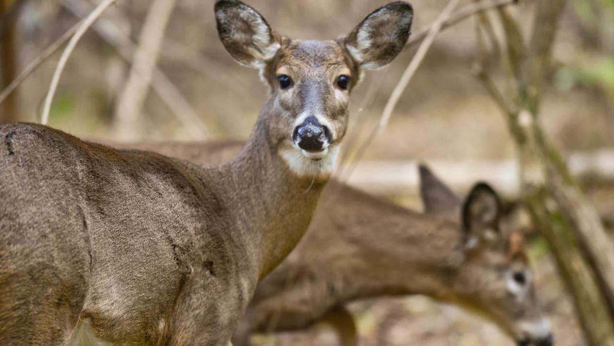 <div>Wyomissing, PA - November 19: Two whitetail deer look for food in the woods in the Wyomissing Parklands Thursday afternoon November 19, 2020. (Photo by Ben Hasty/MediaNews Group/Reading Eagle via Getty Images)</div>
