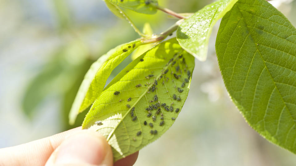 How to get rid of aphids: Aphid infestation on underside of a plant leaf