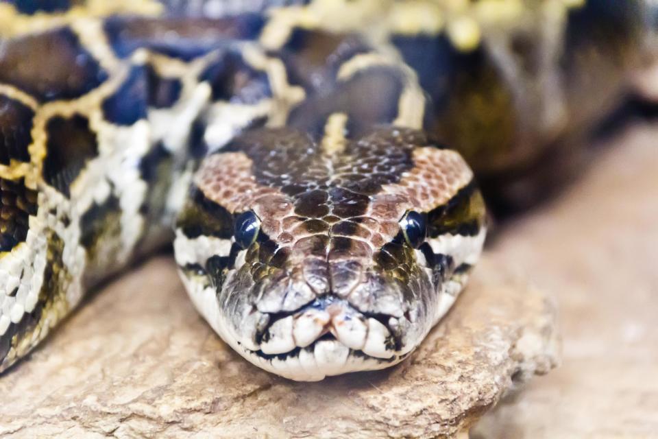 The woman was swallowed by a python after going out to check on her garden: Shutterstock