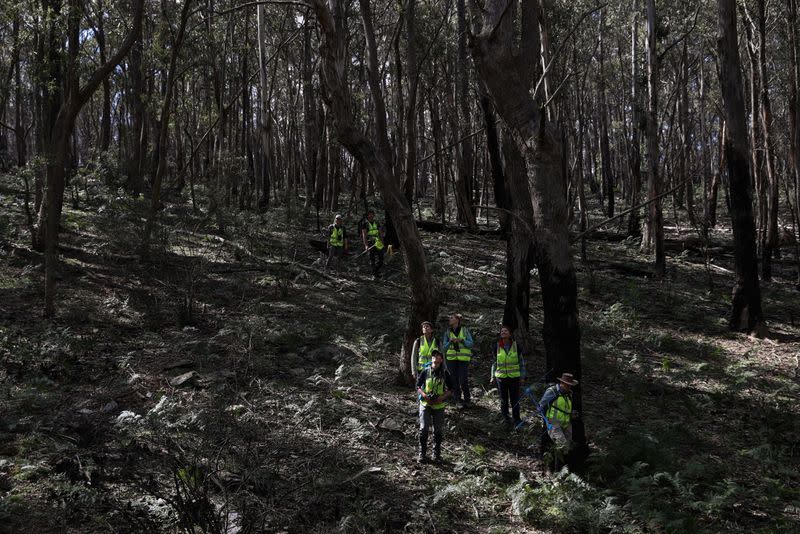 The Wider Image: From disease to bushfires, Australia's iconic koalas face bleak future