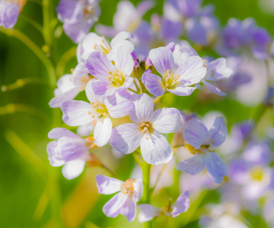 plants for wet soil Cardamine pratensis in bloom