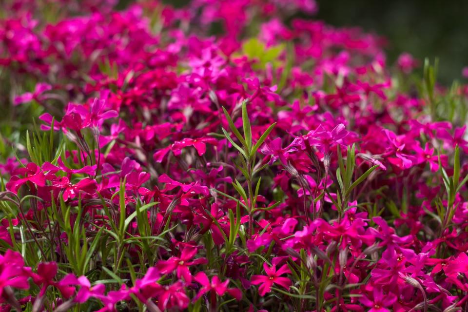 Creeping Phlox