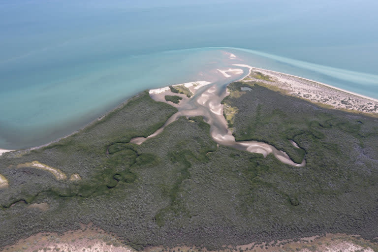 Vista aérea de los manglares en la Isla Tiburón. Foto: Gerardo López