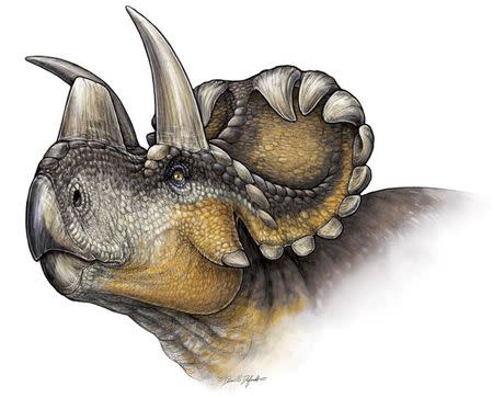 The Wendiceratops pinhornenis dinosaur is seen in a life reconstruction illustration by Danielle Dufault. REUTERS/Danielle Dufault/Handout via Reuters