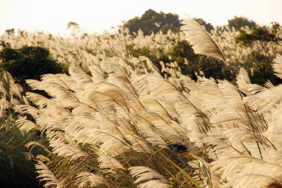 虎頭山秋芒（圖片來源：桃園觀光導覽網）