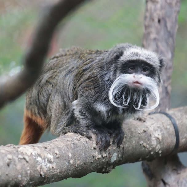 PHOTO: On the morning of January 30, 2023, the Dallas Zoo alerted the Dallas Police Department after the animal care team discovered two of our emperor tamarin monkeys were missing. (Dallas Zoo)