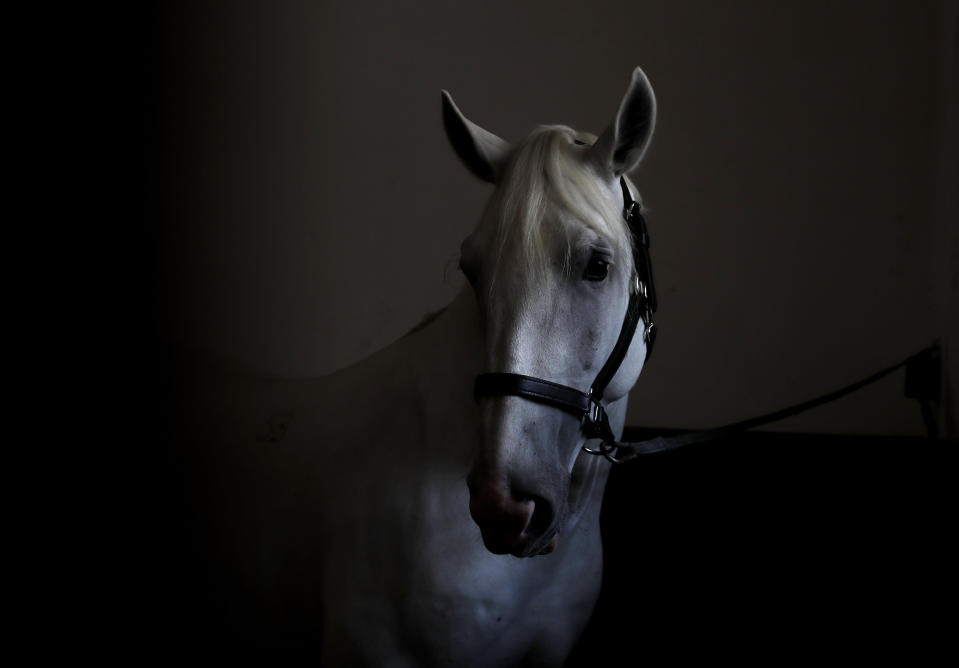 In this photo taken on Thursday, July 11, 2019, a horse stands in its stable at a stud farm in Kladruby nad Labem, Czech Republic. UNESCO this month added a Czech stud farm to its World Heritage List, acknowledging the significance of a horse breeding and training tradition that has survived centuries. Founded 440 years ago to breed and train ceremonial horses to serve at the emperor’s court, the National stud farm and its surrounding landscape have kept its original purpose since. (AP Photo/Petr David Josek)