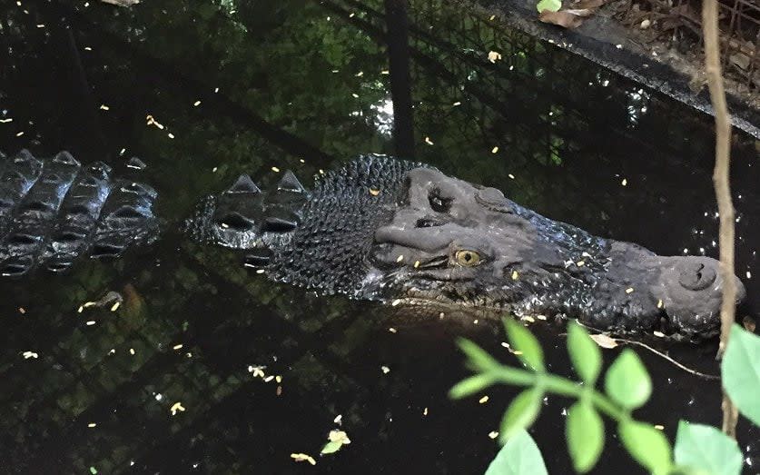 Albert is believed to be the only saltwater crocodile kept legally as a pet in Australia - Credit: ABC Darwin