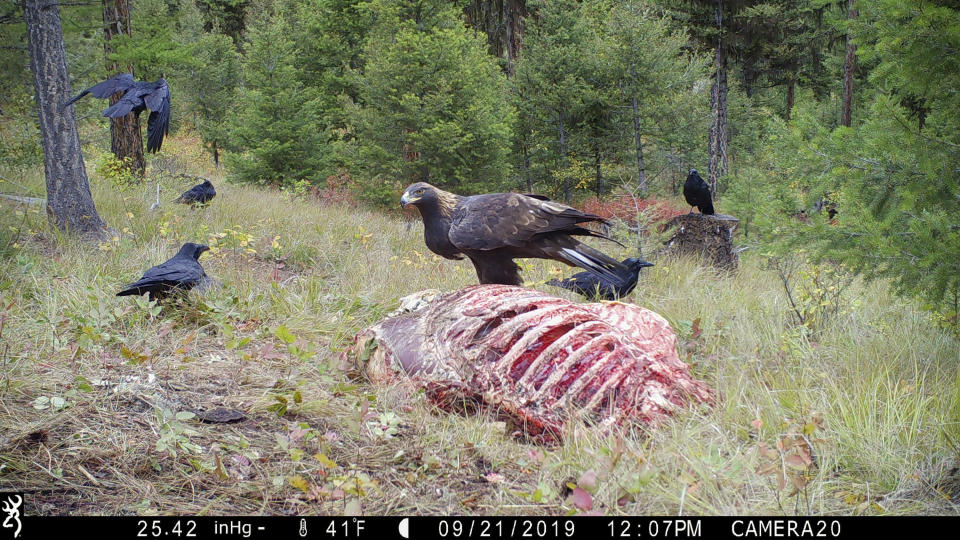 In this 2019 photo provided by Mike McTee, a golden eagle stands on an elk carcass in Montana. The presence of lead on the landscape doesn't only impact eagles, says Jennifer Cedarlife, the avian director at Alaska Raptor Center, a nonprofit wildlife rescue in Sitka, Alaska. She has also seen vultures, ravens, hawks and other birds that sometime scavenge meals poisoned by lead. (Mike McTee via AP)