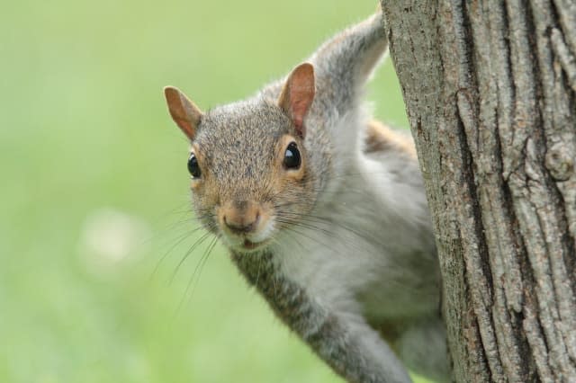 Unusual insurance claims: pesky squirrels