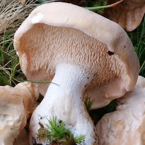 hedgehog mushroom - Credit: John Wright