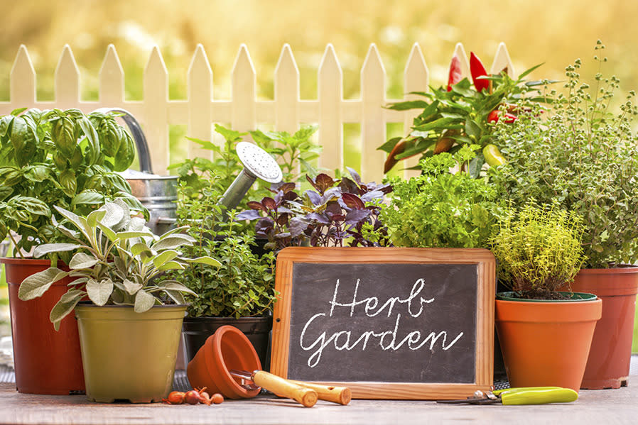 How to grow a herb garden