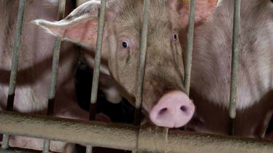 Schweine und Rinder sollen mehr Platz im Stall haben - aber das kostet Geld.