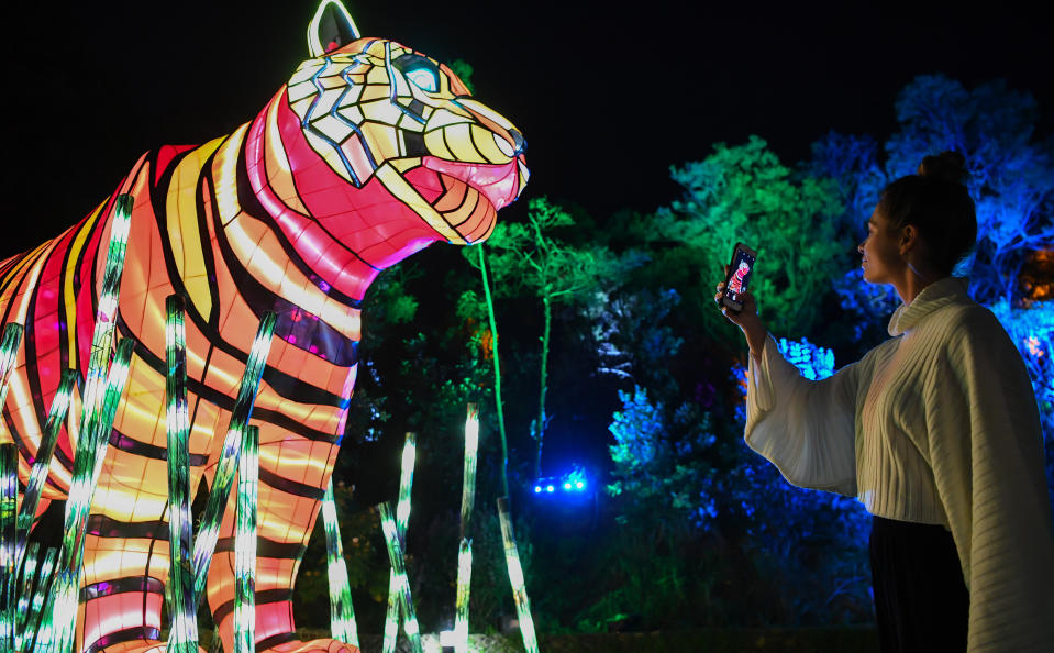 A woman takes a photo on her mobile phone of a tiger during the media preview of Vivid Sydney at Taronga Zoo on May 19, 2019 in Sydney, Australia. An illuminated trail of almost 300 lit lanterns of endangered species will glow every night at the zoo during Vivid Sydney which runs from May 24 throughout Sydney with hundreds of lit buildings and exhibits which attract hundreds of thousands of visitors each year