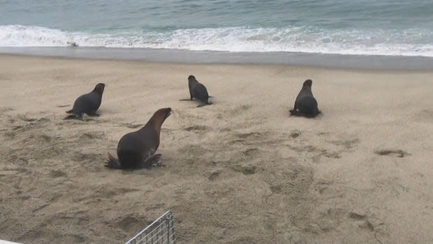 sea-lions-for-service-members-release-620.jpg 