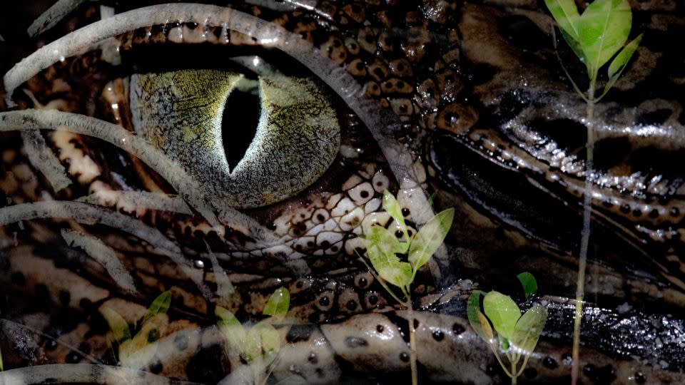 A multiple exposure photograph of a saltwater crocodile's eye in a mangrove forest in Australia. - Nicholas Alexander Hess/Mangrove Photography Awards