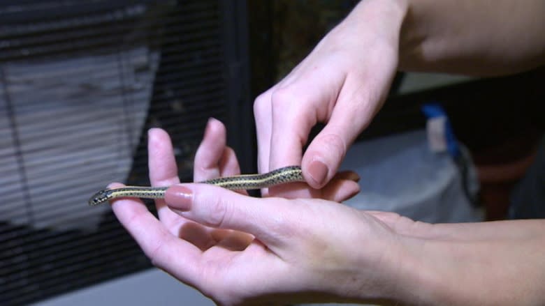 Baby snake with broken spine getting help