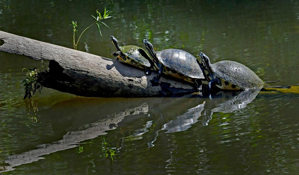 Catch a glimpse of the wildlife at Turkey Creek Sanctuary during a ranger-led tour on Sunday, Dec. 3.