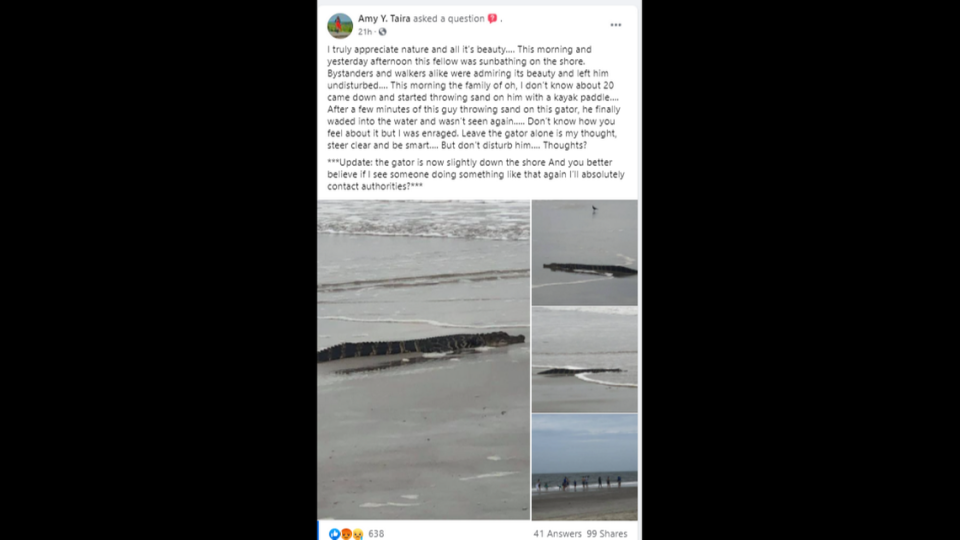One of the Facebook posts about the alligator in Oak Island, NC