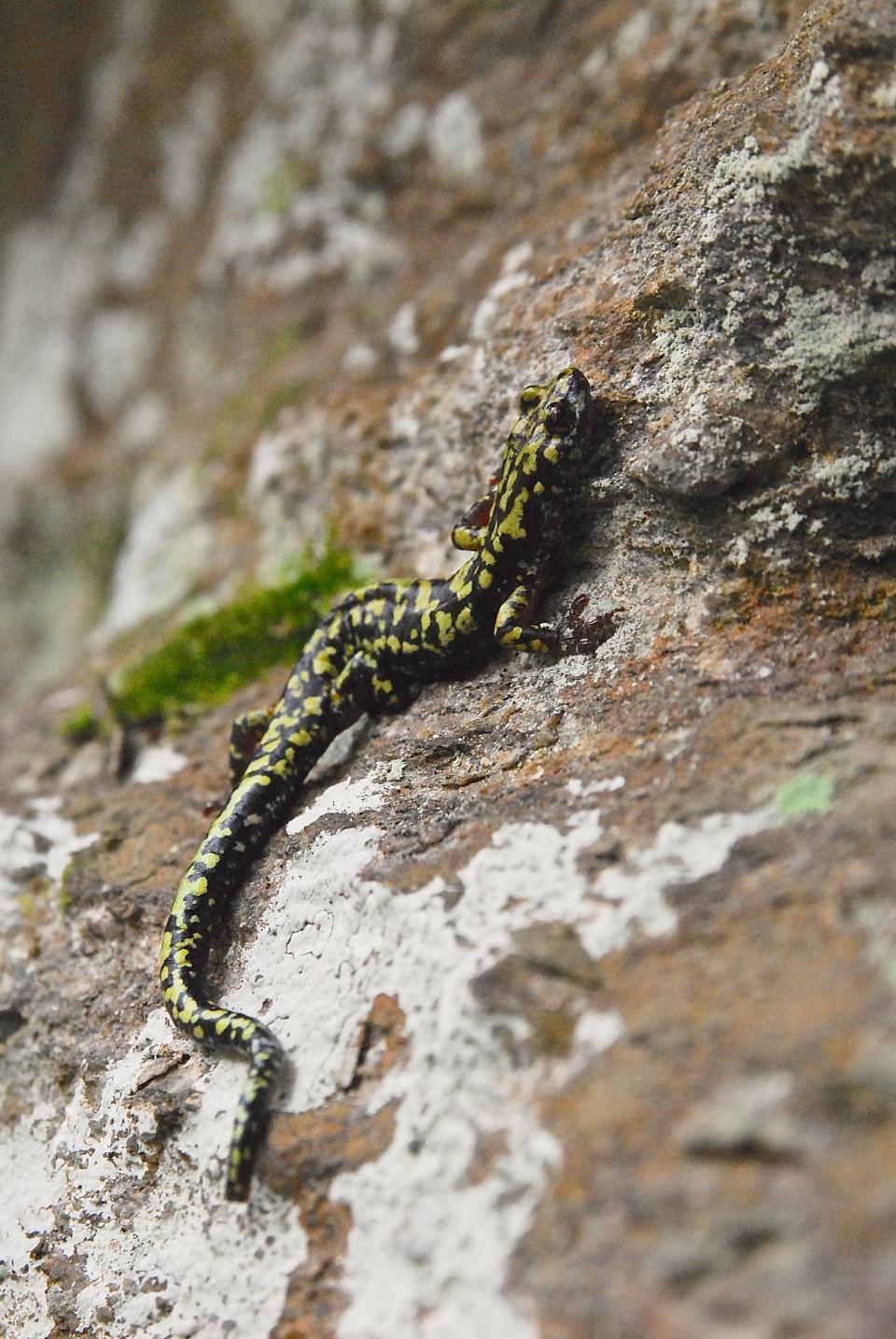 As few as 200 Hickory Nut Gorge green salamanders exist today.