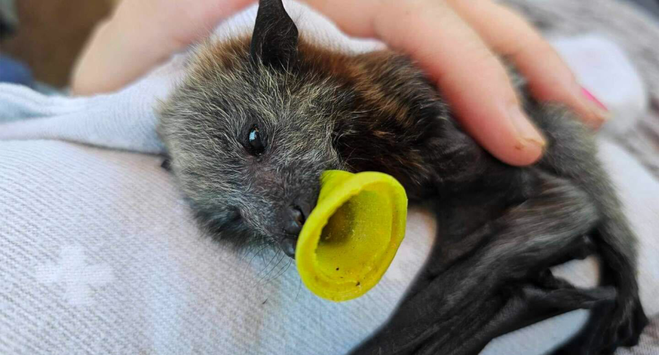 A flying fox in care.