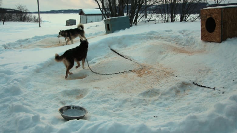 'I can see it dying down': Dog sledding on Labrador's south coast might disappear