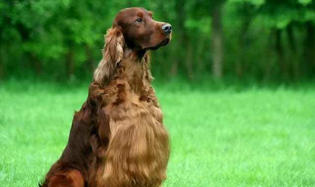 Two more dogs are reported to be ill after taking part in the world-famous Crufts show which saw an award-winning Irish Setter die from suspected poisoning. Sky's Enda Brady reports.