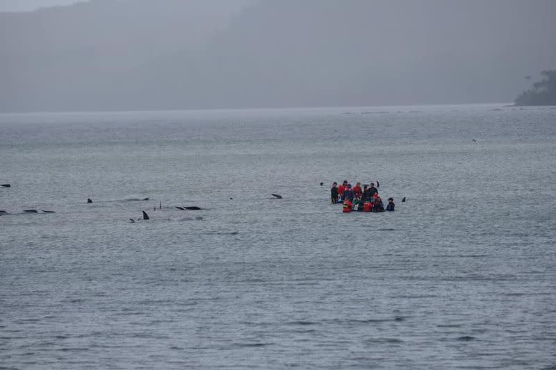 People assist stranding whales in Macquarie Heads, Tasmania, Australia in this picture obtained from social media