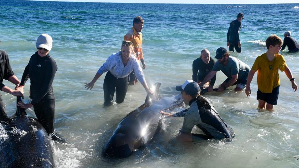 A huge rescue effort saved more than 200 pilot whales from being stranded on a WA beach. Photo: Mick Marlin