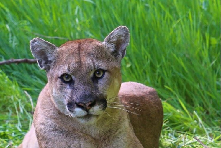 The mountain lion known as P-38 in the Santa Monica Mountains in an undated photo.