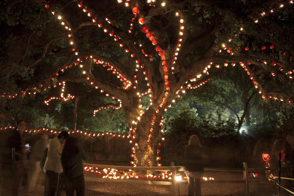 A tree of Jack O’ Lanterns