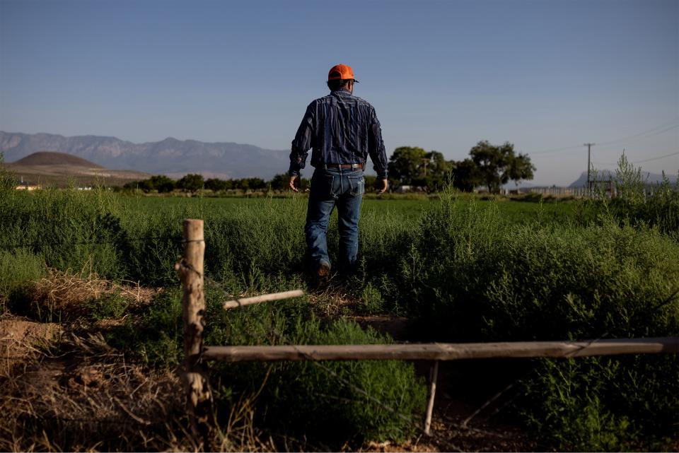 Kelby Iverson checks an alfalfa field on his property in Hurricane, Washington County, on Friday, Sept. 9, 2022. | Spenser Heaps, Deseret News