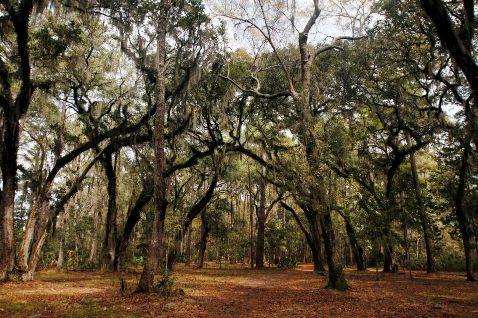 Sea Pines Forest Preserve on Hilton Head Island on March 20, 2015.