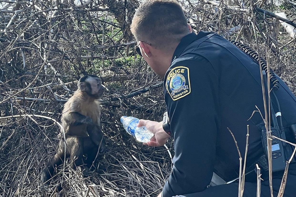 pet monkey reunited with owners after car crash